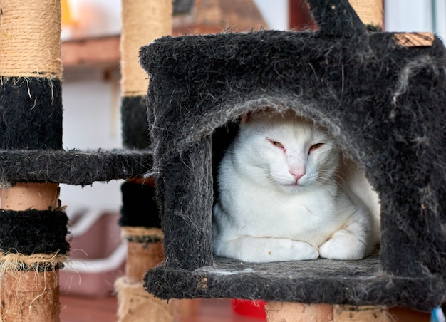 A selective focus shot of an adorable white cat in a cattery