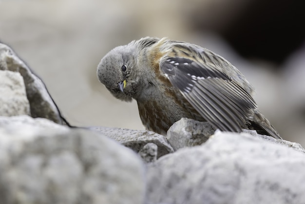 岩の上の高山のイワヒバリ鳥の選択的なフォーカスショット