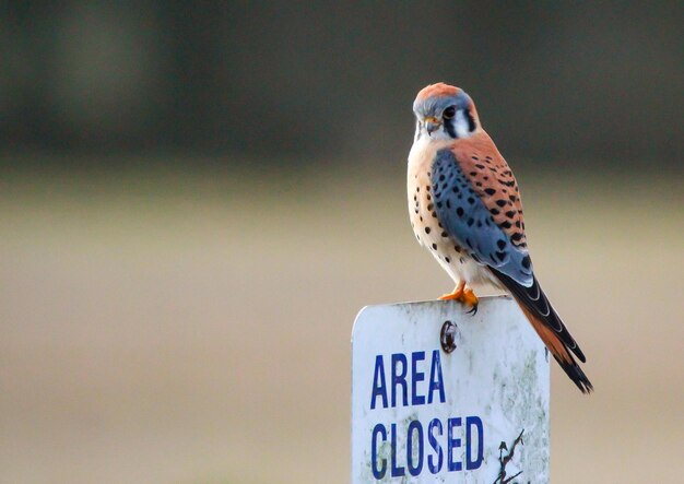 Photo selective focus shot of an american kestrel perched on an area closed sign