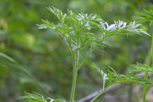 Photo selective focus shot of artemisia absinthium plant in the wild medicinal plant concept