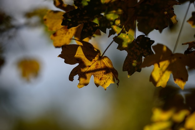 Selective focus shot of autumn leaves in a blurry setting