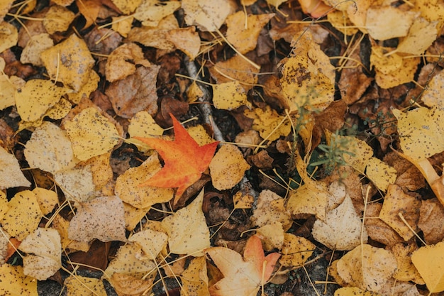 Selective focus shot of autumn leaves