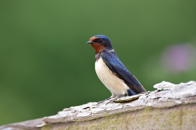 Selective focus shot of a barn swallow perched on a wooden surface