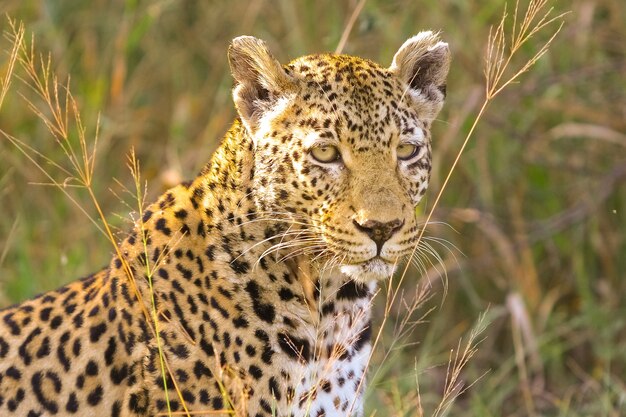 Selective focus shot of a beautiful cheetah standing among the grass