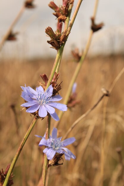 Selective focus shot of beautiful Chicory flower