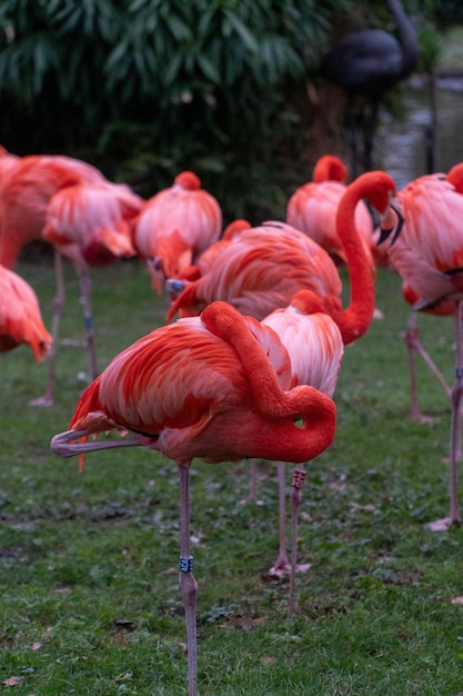 Photo selective focus shot of beautiful flamingos beside a river