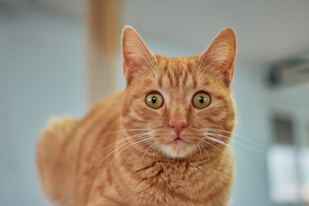 Selective focus shot of a beautiful ginger cat