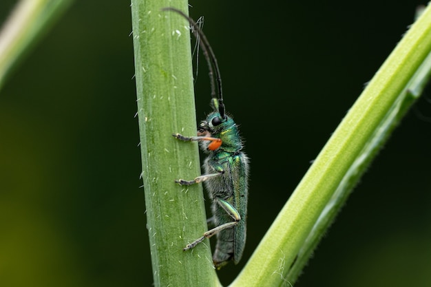 Selective focus shot of a beetle going up a tree