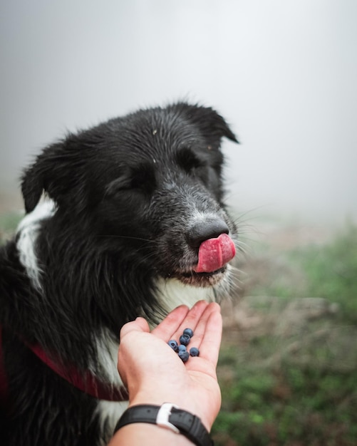 Selective focus shot of black and white border collie eating blueberries from man's hand