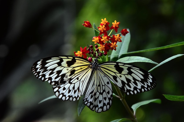 Selective focus shot of black and white butterfly