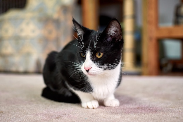 Selective focus shot of a black and white cat lying on the floor and looking left