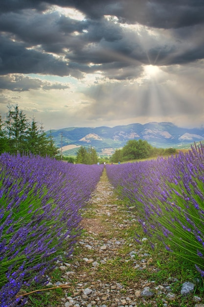 Selective focus shot of blooming lavender flowers in the farm field