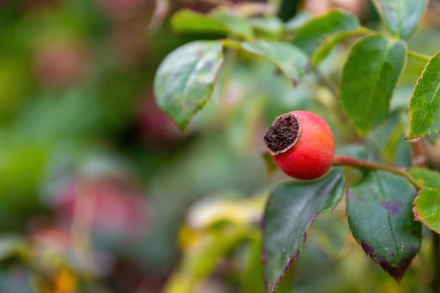 Selective focus shot of branch with rosehip berry and green leaves