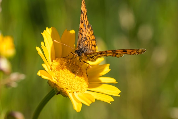 Selective focus shot of a butterfly on a yellow daisy