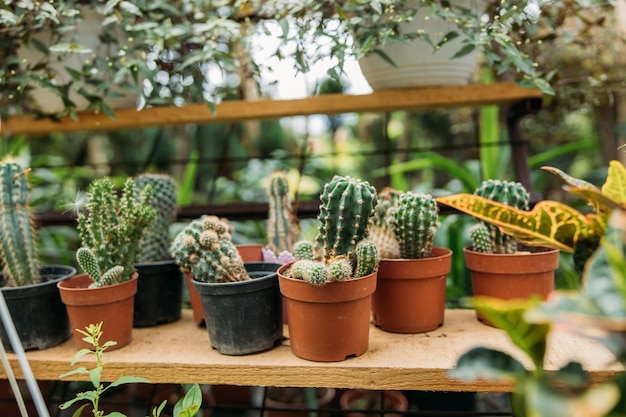 Selective focus shot of cactuses in small flower pots on a shelf for sale indoors