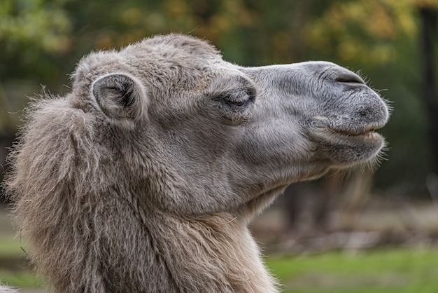 Selective focus shot of a camel in Branitz park in Germany