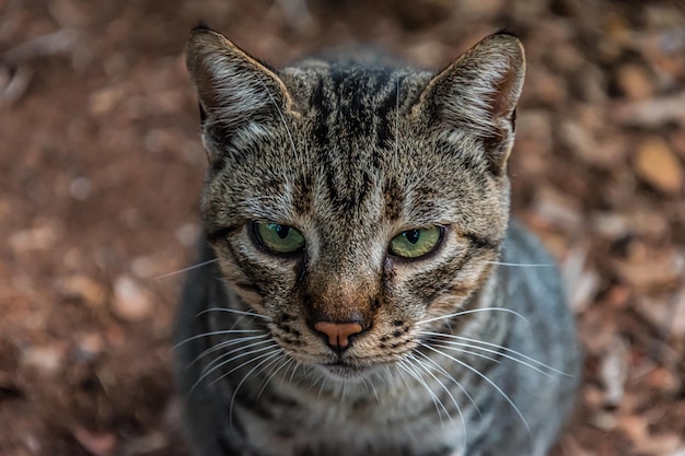 猫の危険な表情のセレクティブフォーカスショット