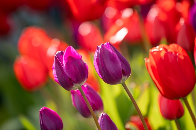 Selective focus shot of colorful and beautiful tulips on a field