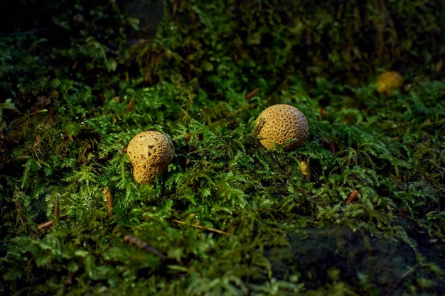 A selective focus shot of Common earthball mushrooms growig in the forest