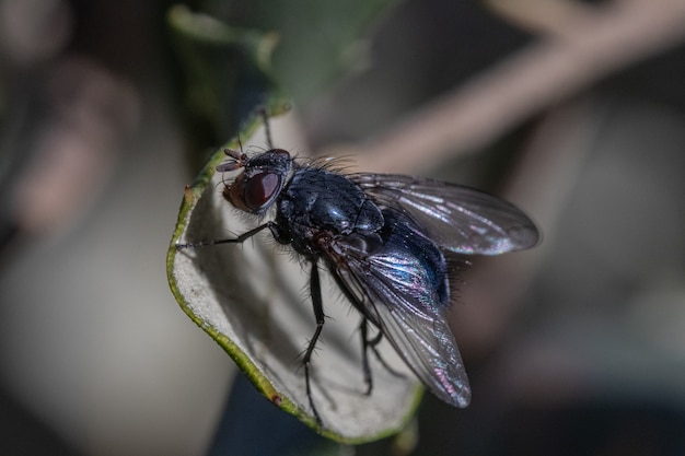 Selective focus shot of a common fly