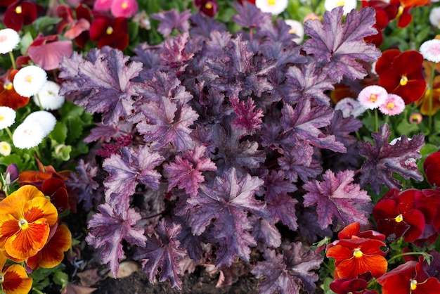 Selective focus shot of Coral bell purple flowers also known as Heuchera growing in a garden