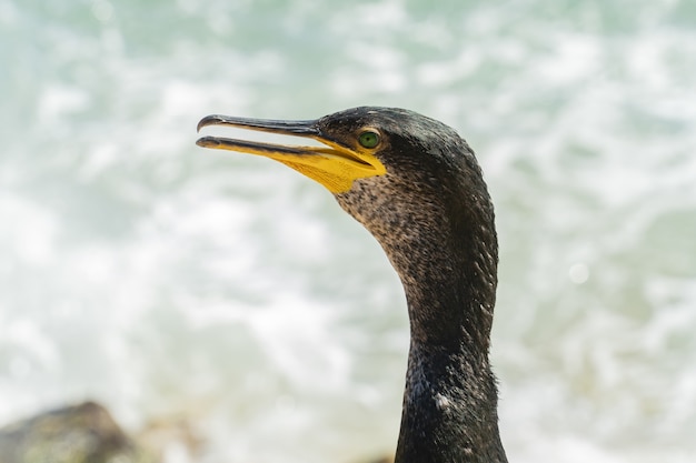 Selective focus shot of a Crowned cormorant