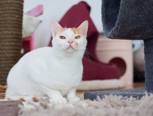 A selective focus shot of a cute Anatolian cat in a cattery