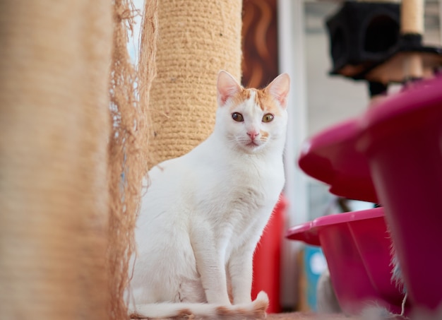 A selective focus shot of a cute Anatolian cat in a cattery