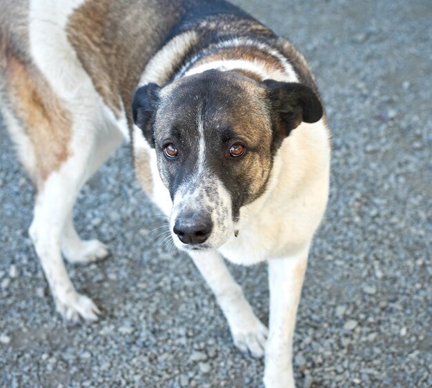 A selective focus shot of a cute dog in a dog shelter