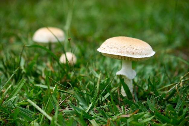 Селективный снимок смертельно ядовитых белых грибов (Amanita phalloides), растущих в лесу