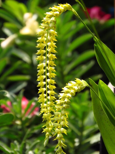 dendrochilum 식물의 선택적 초점 샷