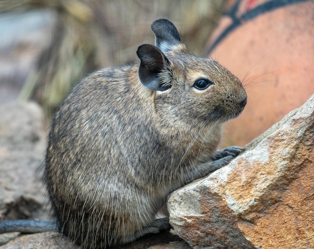 Selective focus shot of a desert woodrat