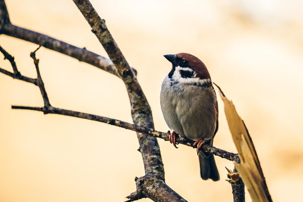 Selective focus shot of a Eurasian tree sparrowbird perched on a branch outdoors