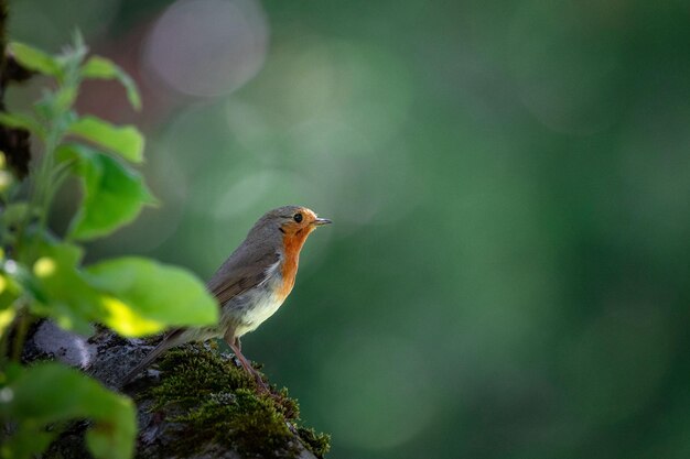 Selective focus shot of the European robin Erithacus rubecula