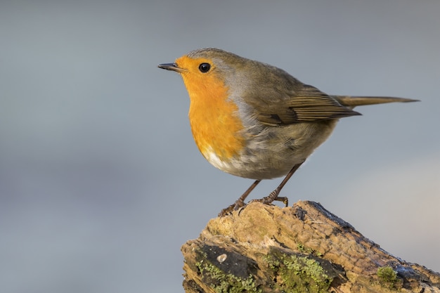 Selective focus shot of a European Robin sitting on a mossy rock with a blurry grey background