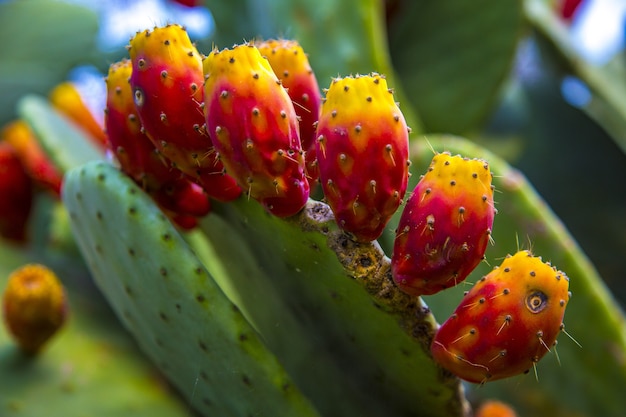 Selective focus shot of an exotic cactus in the middle of a garden in Chelva, Valencia, Spain