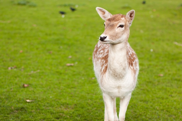 Selective focus shot of fallow deer doe standing on a meadow with a green grass