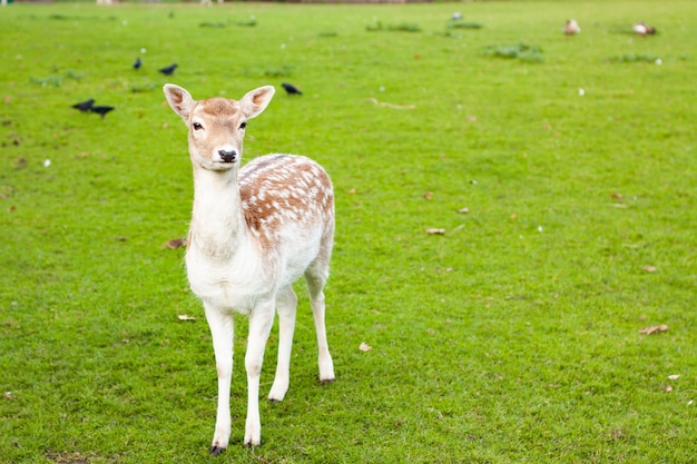 Selective focus shot of fallow deer doe standing on a meadow with a green grass