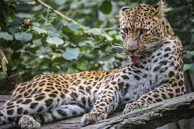 Messa a fuoco selettiva di un leopardo dell'estremo oriente nel parco di branitz in germania