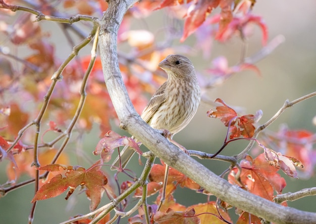 Selective focus shot of a female house finch in a Japanese red maple tree