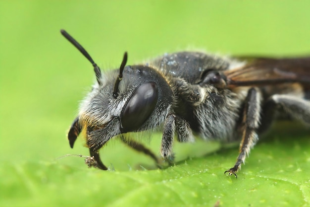 Selective focus shot of a female Viper's Bugloss Mason Bee