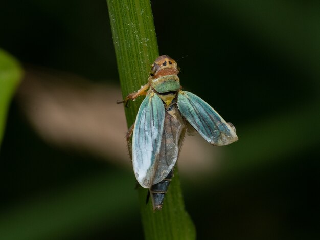 Selective focus shot of a fly on a leaf