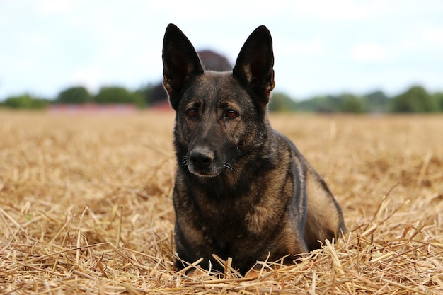 Selective focus shot of a German shepherd dog lying in the hay