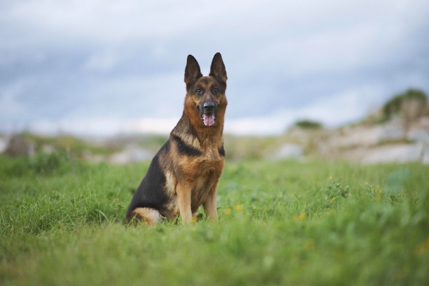 Selective focus shot of the German shepherd dog sitting in the meadow