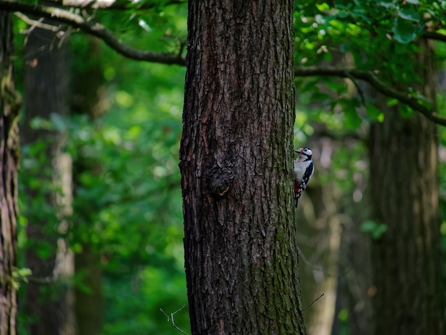 Selective focus shot of a great spotted woodpecker on a tree