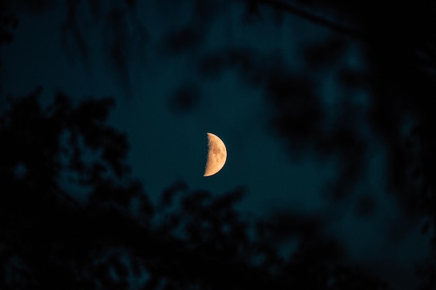 Selective focus shot of a halfmoon in the night sky shining through silhouettes of tree leaves