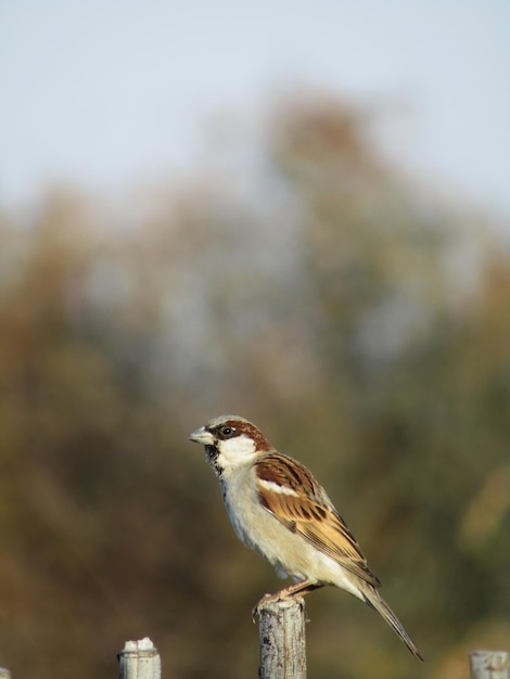 Selective focus shot of house sparrow on a wooden post