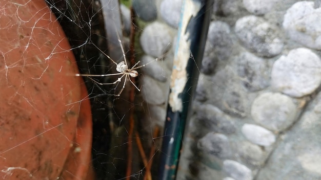 Selective focus shot of a house spider making web