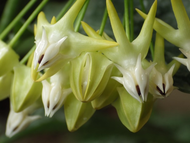 Selective focus shot of Hoya multiflora plant