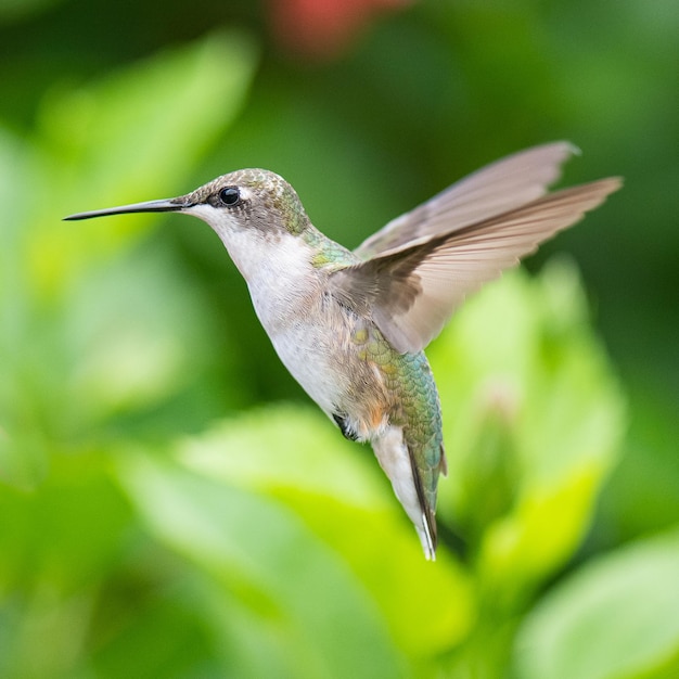 Selective focus shot of a hummingbird in flight